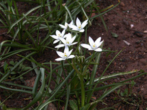 Vivers Càrex - Ornithogalum umbellatum 